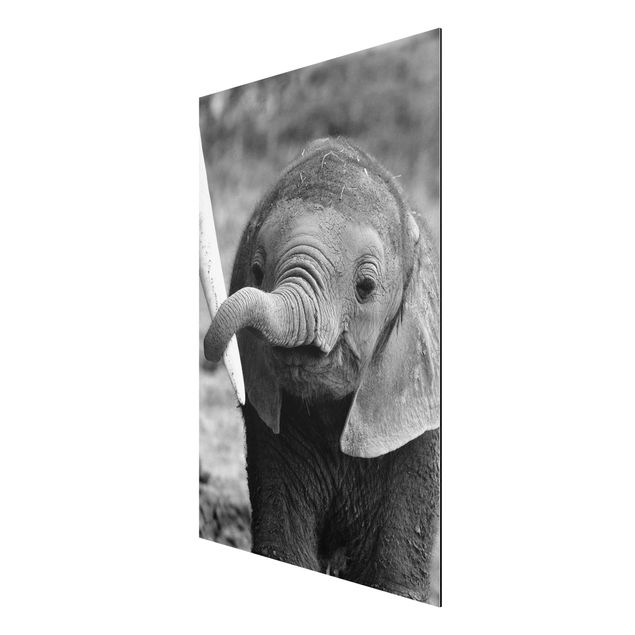 Cuadros modernos Baby Elephant
