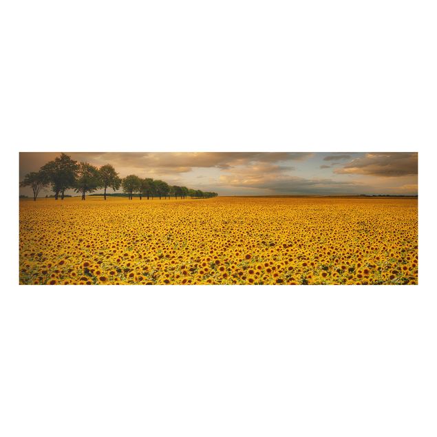 Decoración de cocinas Field With Sunflowers