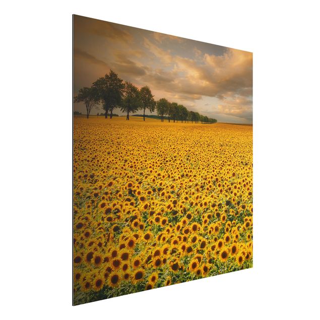 Cuadros girasoles Field With Sunflowers