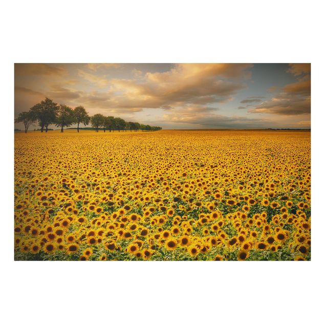 Decoración de cocinas Field With Sunflowers