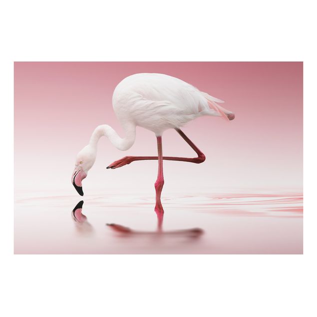 Cuadros de plumas Flamingo Dance