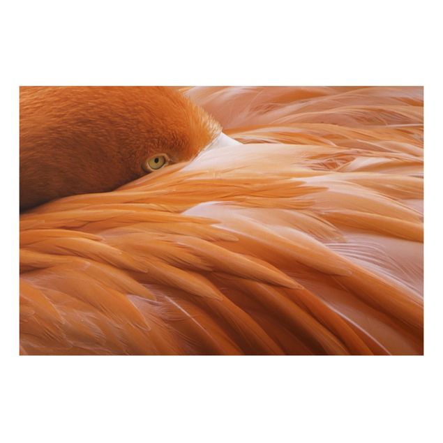 Cuadros plumas Flamingo Feathers