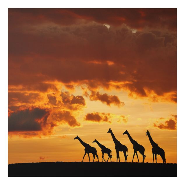Cuadros de jirafas Five Giraffes