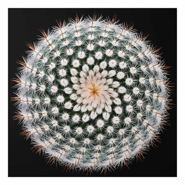 Cuadros de plantas naturales Cactus Flower