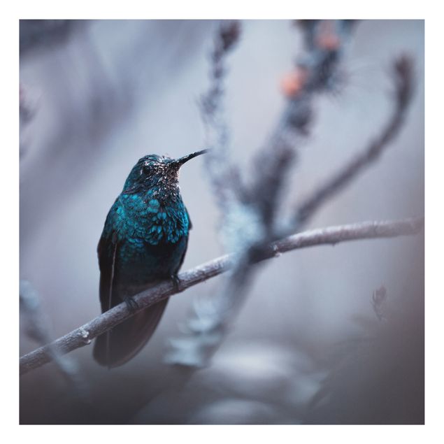 Cuadros de plumas Hummingbird In Winter