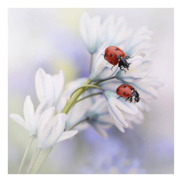Cuadros de plantas Ladybird Couple
