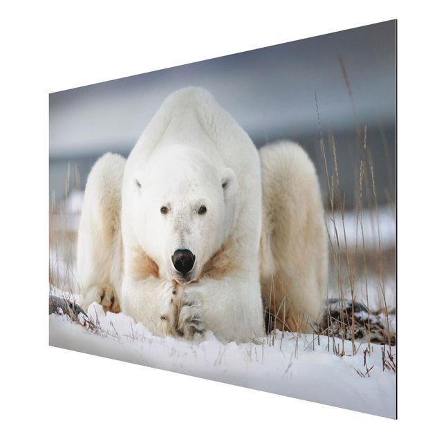 Cuadros modernos y elegantes Contemplative Polar Bear