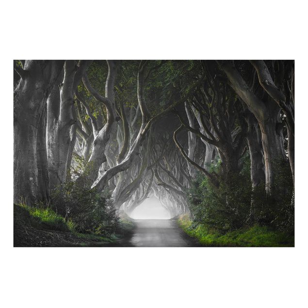 Cuadros de árboles Forest In Northern Ireland