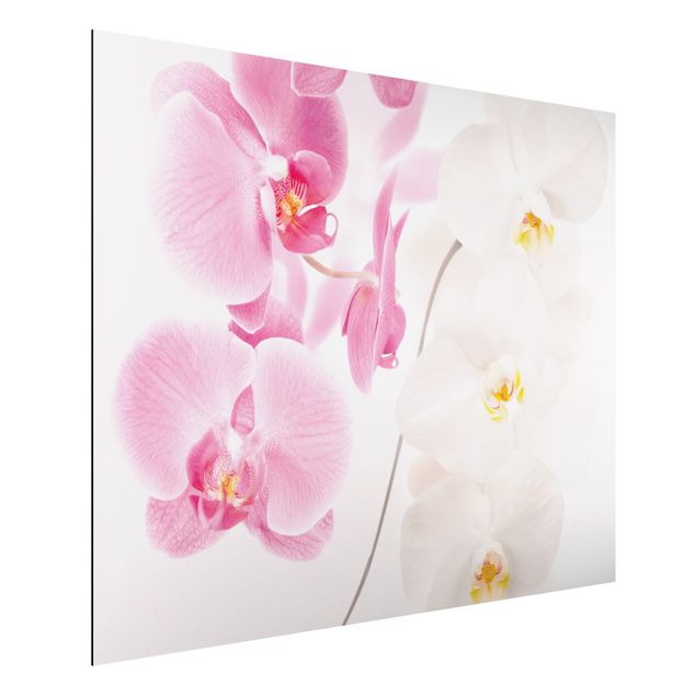 Cuadros de orquideas blancas Delicate Orchids