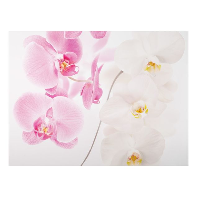 Decoración en la cocina Delicate Orchids