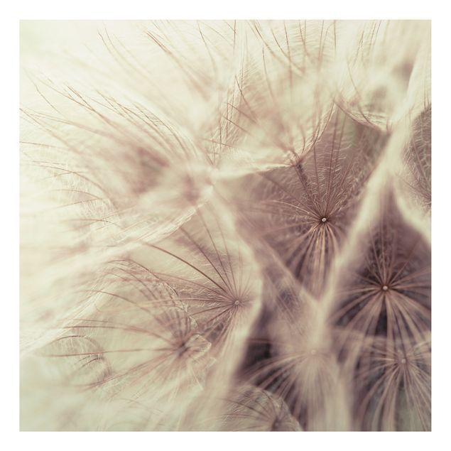 Cuadros de plantas naturales Detailed Dandelion Macro Shot With Vintage Blur Effect