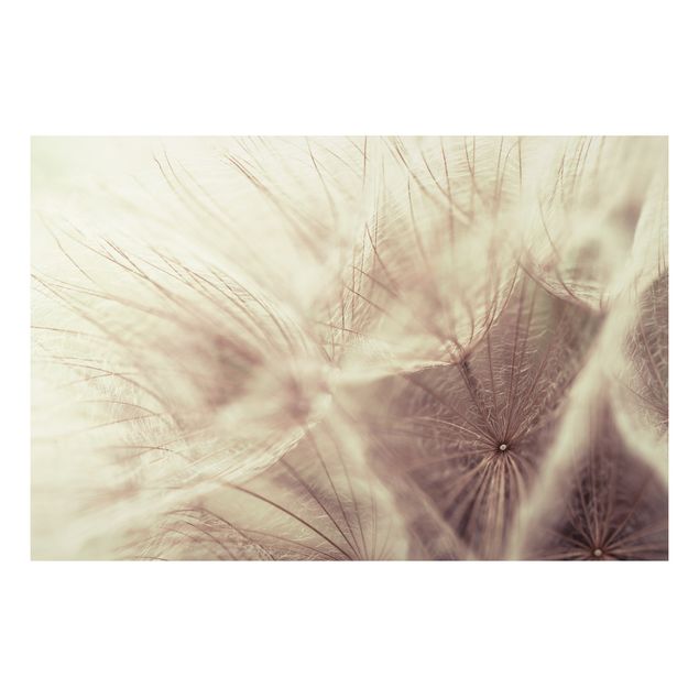 Cuadros de plantas naturales Detailed Dandelion Macro Shot With Vintage Blur Effect