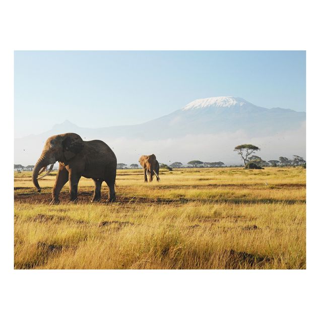 Cuadros elefantes Elephants In Front Of The Kilimanjaro In Kenya