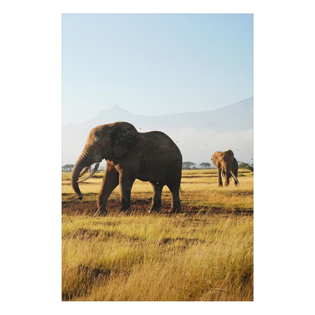 Cuadros elefantes Elephants In Front Of The Kilimanjaro In Kenya