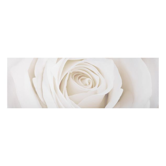 Cuadros de plantas naturales Pretty White Rose