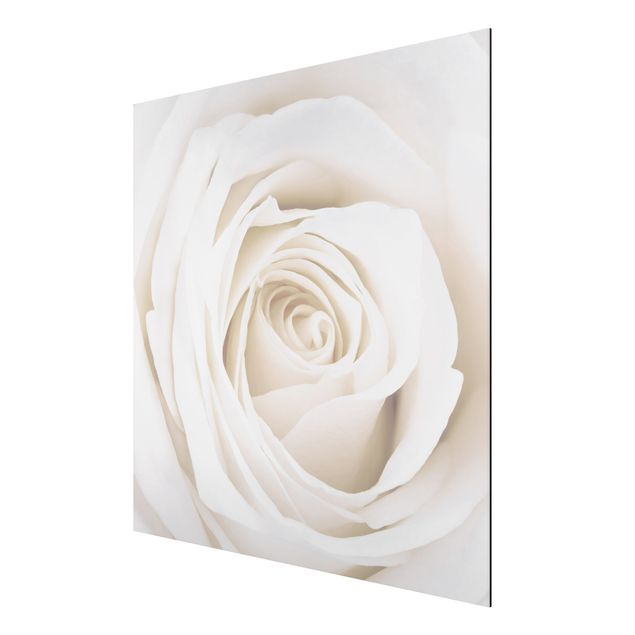 Cuadros de flores modernos Pretty White Rose
