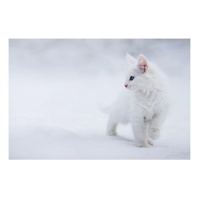 Cuadros de gatos modernos White as Snow