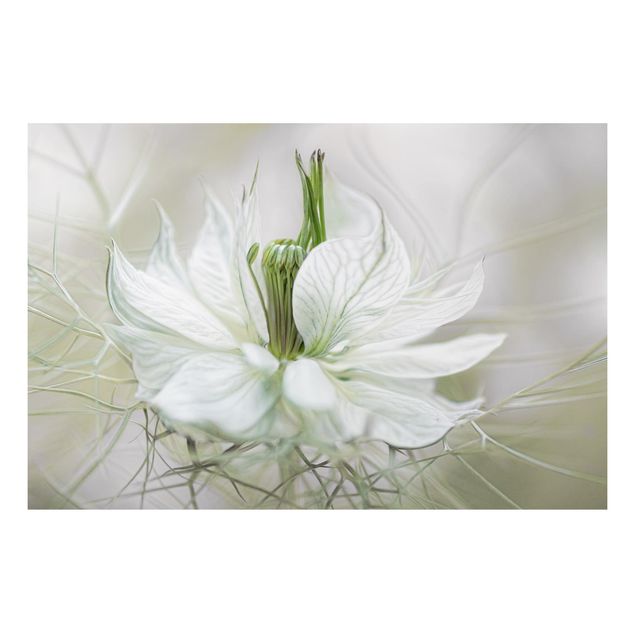 Cuadros de plantas White Nigella