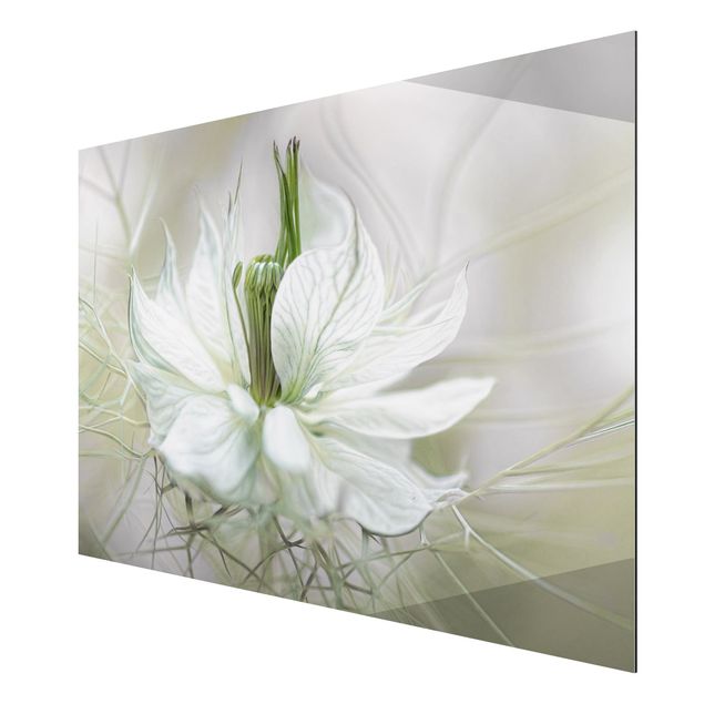 Cuadros flores White Nigella