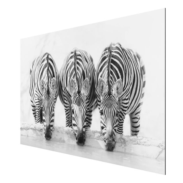 Cuadros decorativos modernos Zebra Trio In Black And White