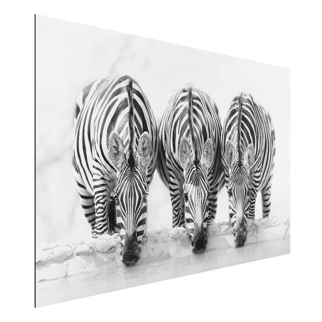 Cuadros de cebras Zebra Trio In Black And White