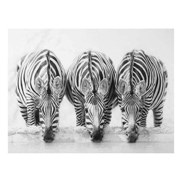 Decoración cocina Zebra Trio In Black And White