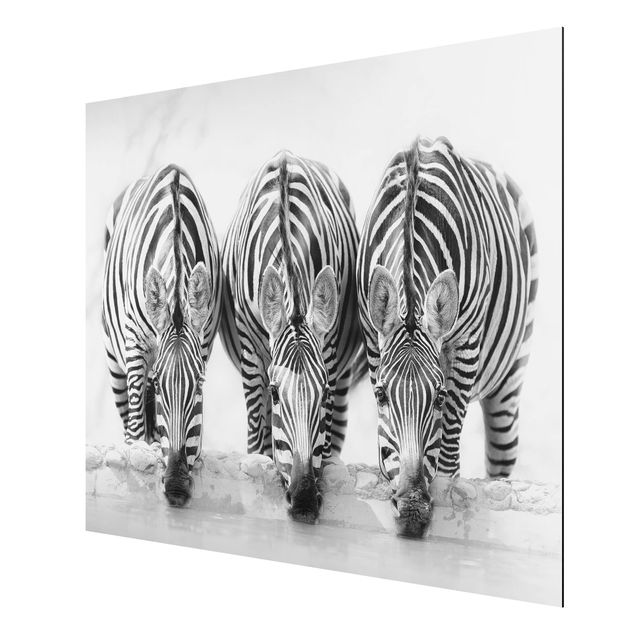 Cuadros decorativos modernos Zebra Trio In Black And White