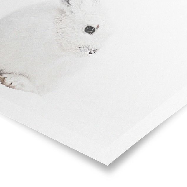 Cuadros de Monika Strigel Arctic Hare