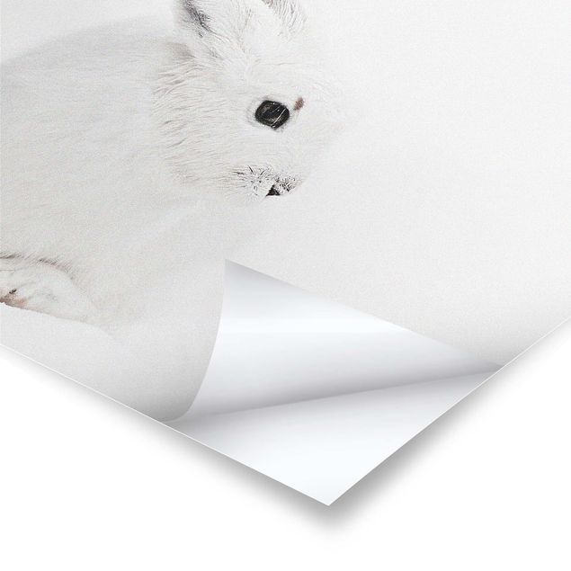 Pósters Arctic Hare