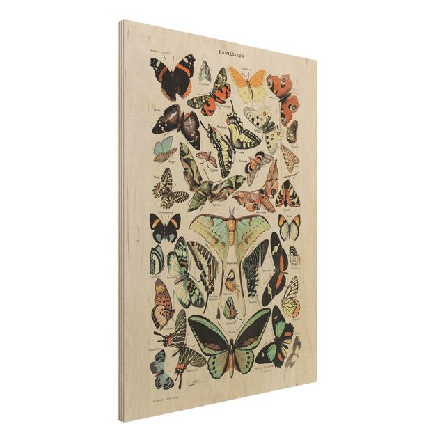 Decoración de cocinas Vintage Board Butterflies And Moths