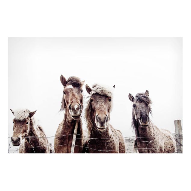 Cuadros de caballos Icelandic Horse