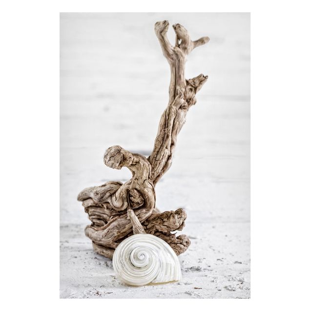 Cuadros de paisajes naturales  White Snail Shell And Root Wood
