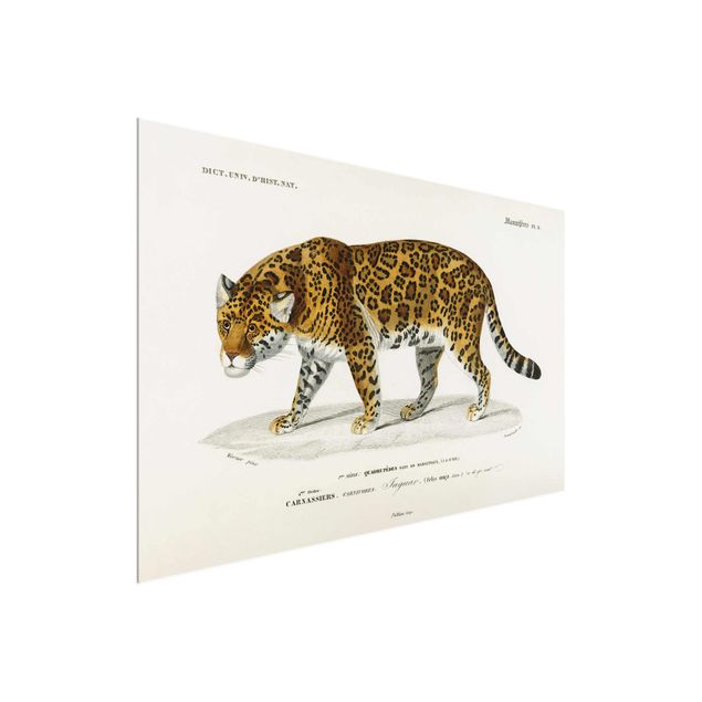 Cuadros de cristal animales Vintage Board Jaguar