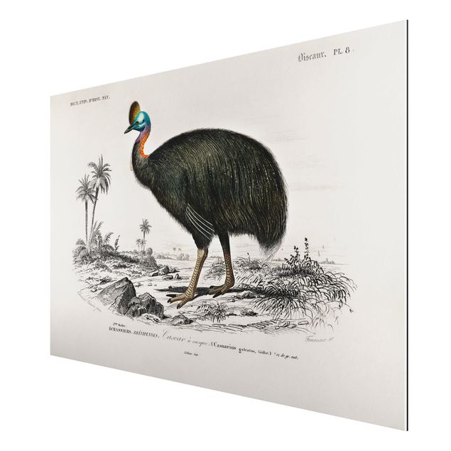 Cuadros de naturaleza Vintage Board Emu