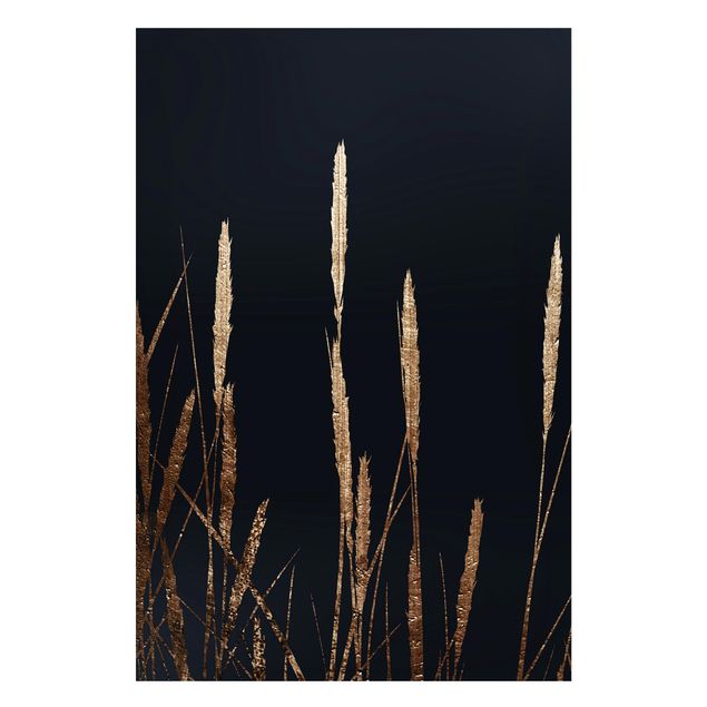 Cuadros peces Graphical Plant World - Golden Reed