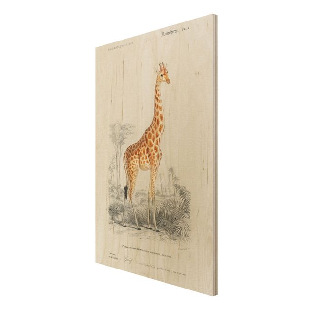 Cuadros decorativos Vintage Board Giraffe