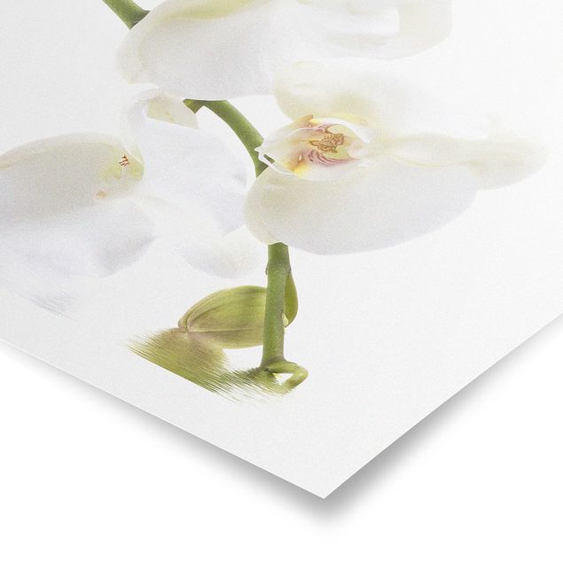 Cuadros de plantas White Orchid Waters
