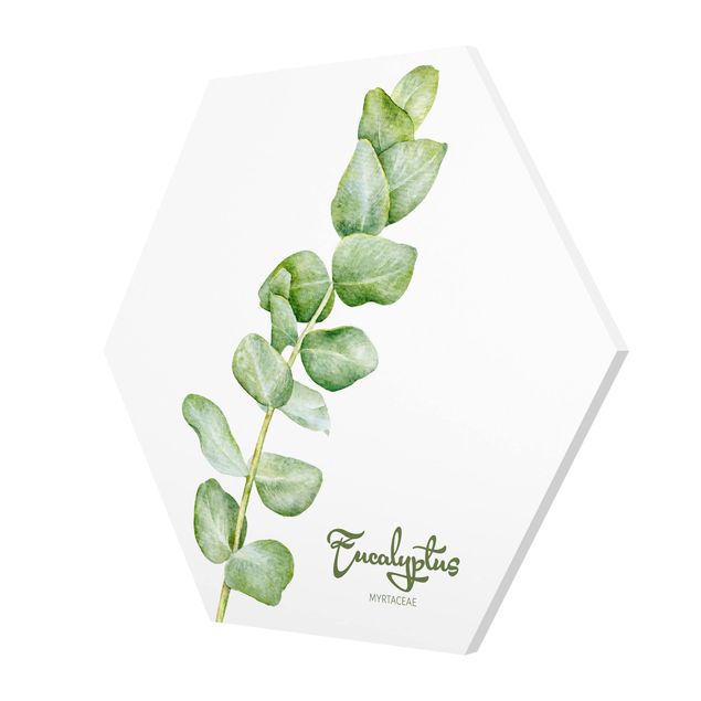 cuadros hexagonales Watercolour Botany Eucalyptus