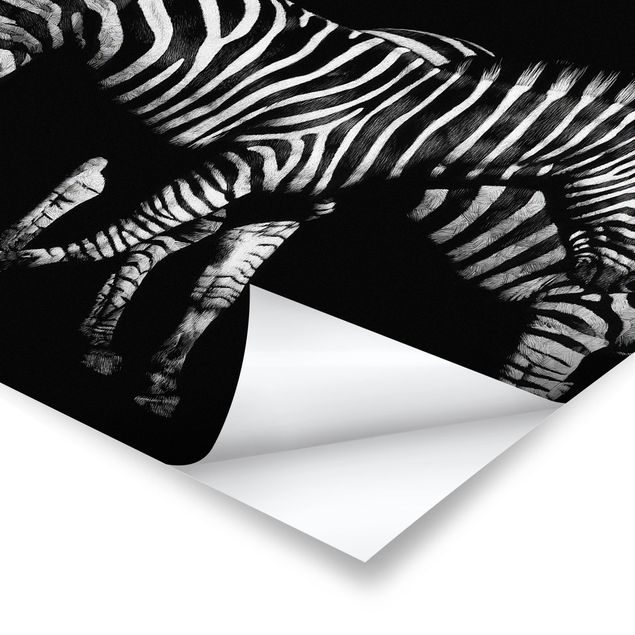 Cuadros en blanco y negro Zebra In The Dark
