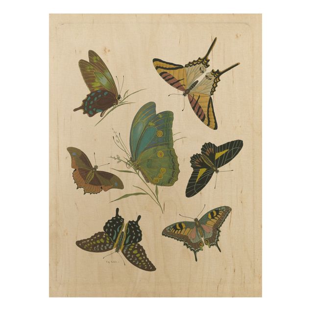 cuadros de madera vintage Vintage Illustration Exotic Butterflies