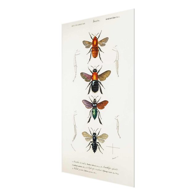 Cuadros decorativos Vintage Board Insects