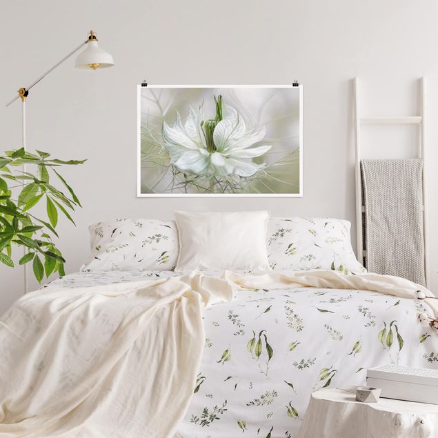 Lámina de flores White Nigella