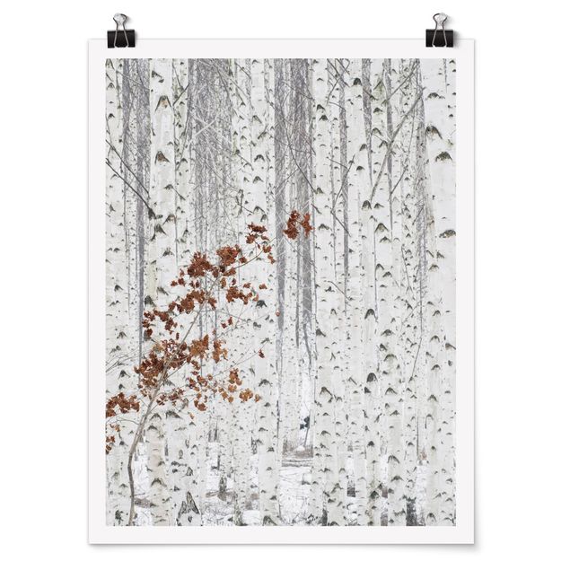 Láminas blanco y negro para enmarcar Birch Trees In Autumn