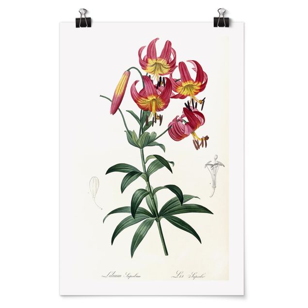 Póster flores Pierre Joseph Redoute - Lilium Superbum