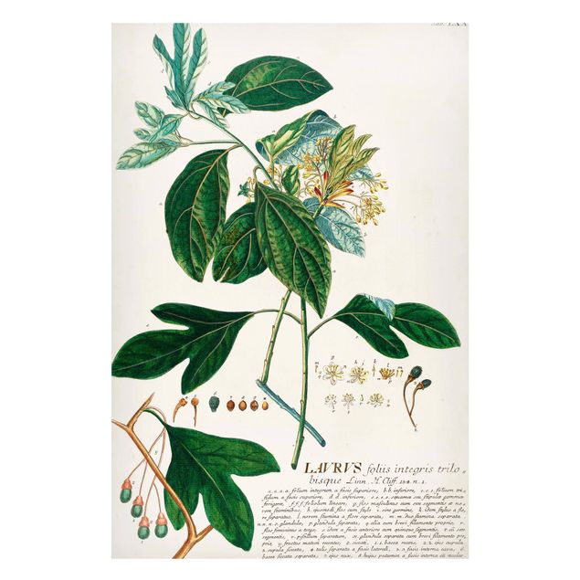 Tableros magnéticos flores Vintage Botanical Illustration Laurel
