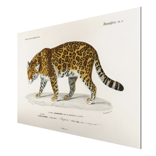 Cuadros tigres Vintage Board Jaguar