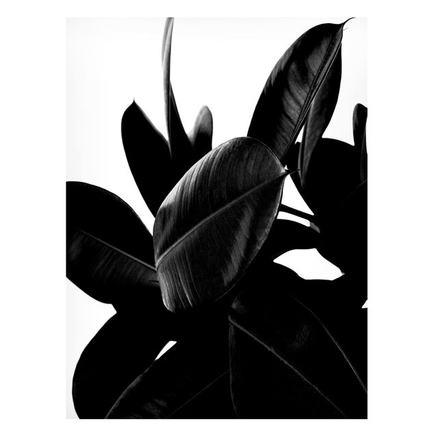 Tableros magnéticos flores Rubber Tree Black And White