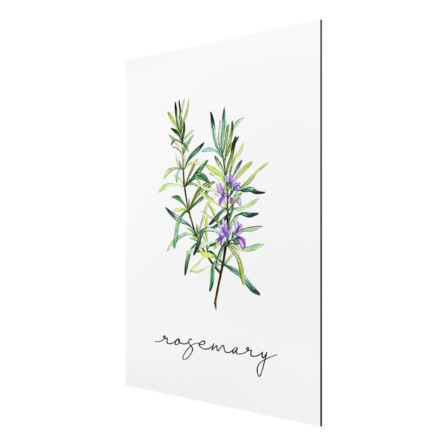 Cuadros de plantas naturales Herbs Illustration Rosemary