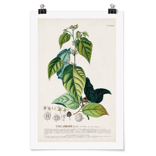 Cuadros de flores modernos Vintage Botanical Illustration Cocoa