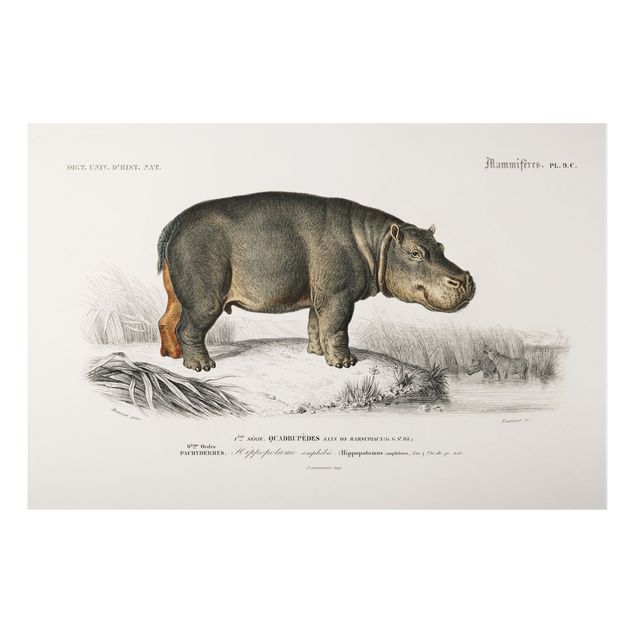 Cuadros de caballos Vintage Board Hippo